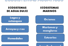 que-caracteristicas-permiten-clasificar-los-ecosistemas-acuaticos
